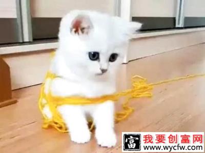 猫为什么爱玩毛线球