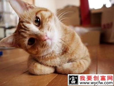 猫狗歪头什么意思