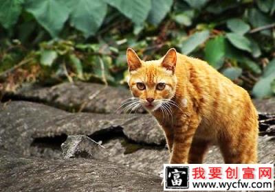 土耳其梵猫和土猫区别