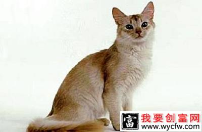 索马里猫多少钱一只？索马里猫价格