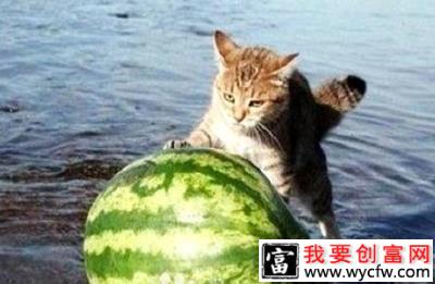 猫吃水果1.jpg