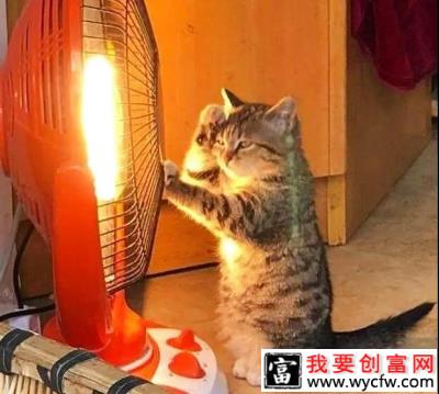 冬天猫咪怎么养？猫咪烤糊了怎么办？