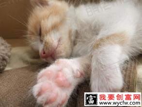 小猫怎么养？小猫常见病