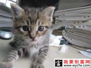 小猫怎么养？小猫常见病