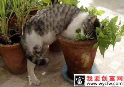 猫薄荷对猫有什么影响？猫薄荷是什么？