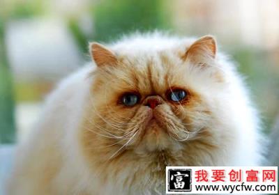 波斯猫多少钱一只？波斯猫好养吗？