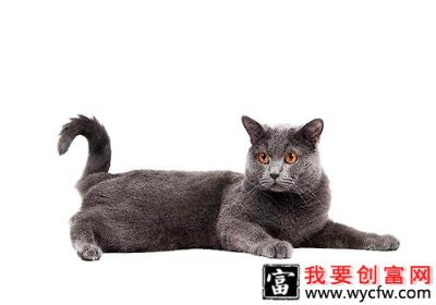 猫咪智商排行榜10种最聪明的猫