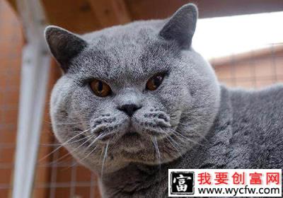 猫咪智商排行榜10种最聪明的猫