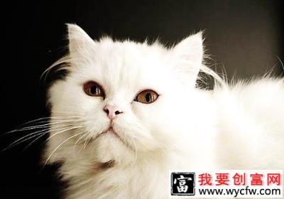 猫咪智商排行榜10种最聪明的猫