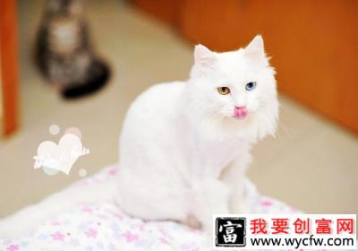 波斯猫的繁殖，波斯猫繁殖期间注意什么呢