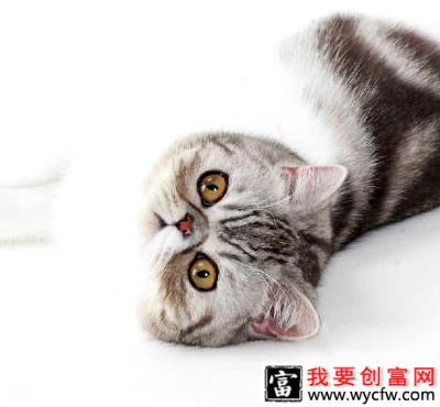 异国短毛猫好养吗？异短如何养