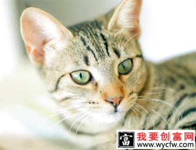 埃及猫的生活习性