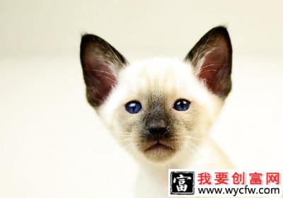 猫咪磨爪子是怎么回事？ 如何阻止猫咪磨爪