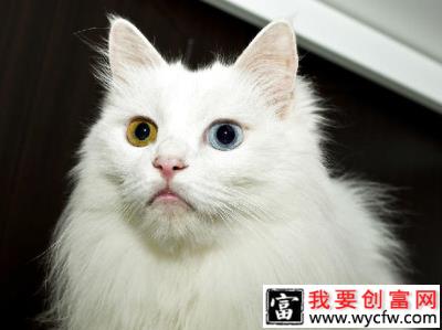 长毛猫的喂养方法，长毛猫日常护理方法