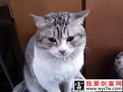 如何梳理猫咪毛发?猫咪毛发梳理注意些什么呢