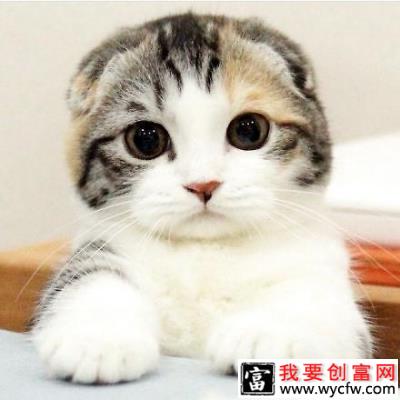 如何选购苏格兰折耳猫？苏格兰折耳猫选购要点！