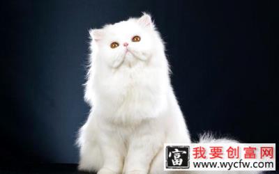 波斯猫图片，波斯猫起源，波斯猫有什么特点