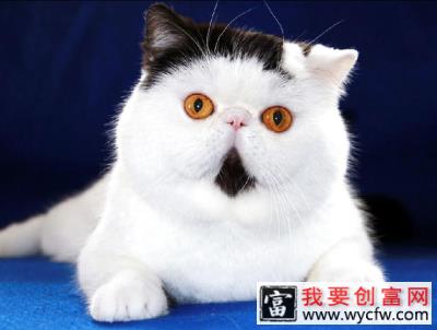 美国短毛猫图片，美国短毛猫介绍