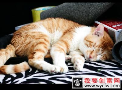 狸花猫图片，狸花猫好养吗？狸花猫有什么特点