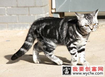 虎斑猫图片，虎斑猫有什么特点