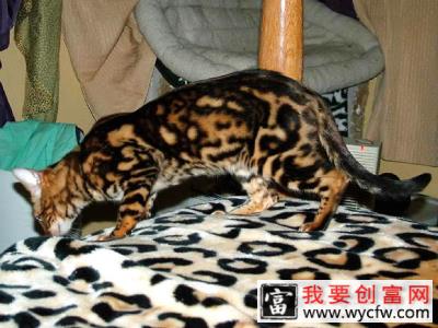 孟加拉豹猫有什么特点？孟加拉豹猫好养吗