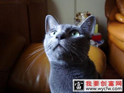 猫之贵族：俄罗斯蓝猫特点和图片品种介绍