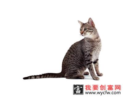 埃及猫品种介绍及特点介绍