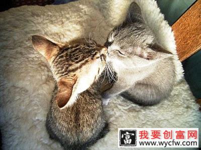 宠物猫之雪鞋猫，雪鞋猫有什么特点