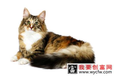 <a href=https://www.wycfw.com/kaidian/cw/ target=_blank class=infotextkey>宠物</a>猫之缅因猫，缅因猫有什么特点