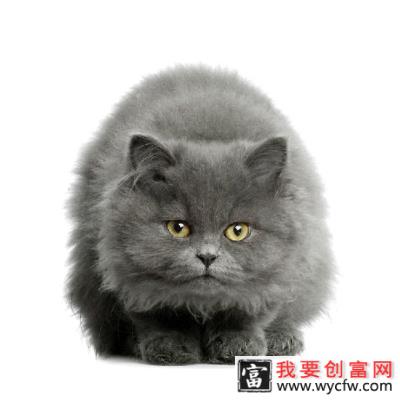 美国短毛猫图片，美国短毛猫介绍