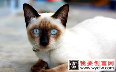 波斯猫图片，波斯猫起源，波斯猫有什么特点