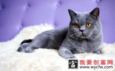 英国短毛猫护养知识