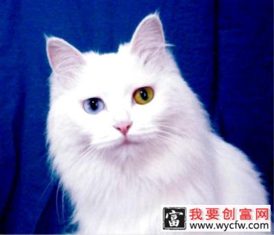 如何区分安哥拉猫和山东狮子猫