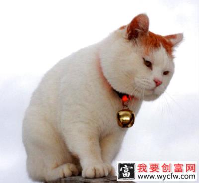 如何防止猫咪减肥反弹