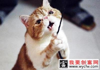 危险的猫<a href=https://www.wycfw.com/kaidian/wjdm/wj/ target=_blank class=infotextkey>玩具</a>：毛线绳