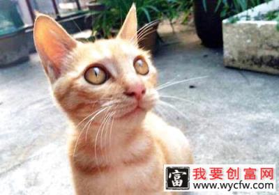 悲伤的故事:猫咪为什么吃多长不胖?