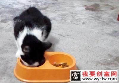 不要让猫咪养成坏的进食习惯