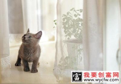 养猫后伤痕累累，如何阻止猫咪抓咬？