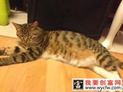 猫奴必须关注的几件事之猫咪肥胖