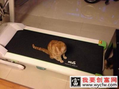 猫奴必须关注的几件事之猫咪肥胖