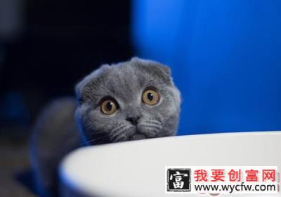 猫咪打呼噜的秘密