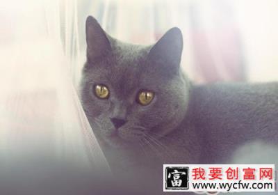 猫咪如何向主人示好