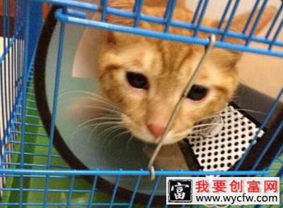 不容小视的猫咪的嫉妒心