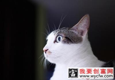 你知道哪些家具对猫咪有一些潜在危险