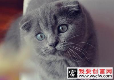 折耳猫吃什么猫粮好