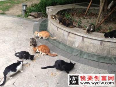 断奶猫咪如何喂食