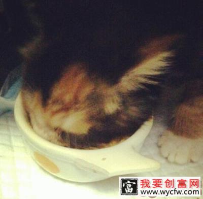 猫咪能吃猪肉吗？