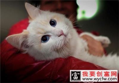 猫咪喜欢钻被窝怎么办