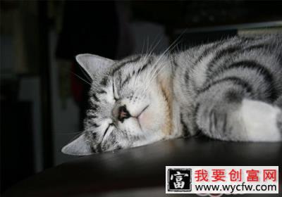 为什么猫咪要用猫砂埋好自己的便便