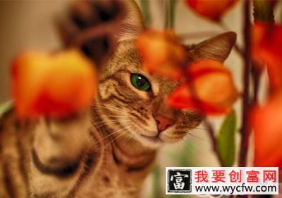 猫咪洗澡太勤快反而不利于猫咪<a href=https://www.wycfw.com/kaidian/jkbj/ target=_blank class=infotextkey>健康</a>